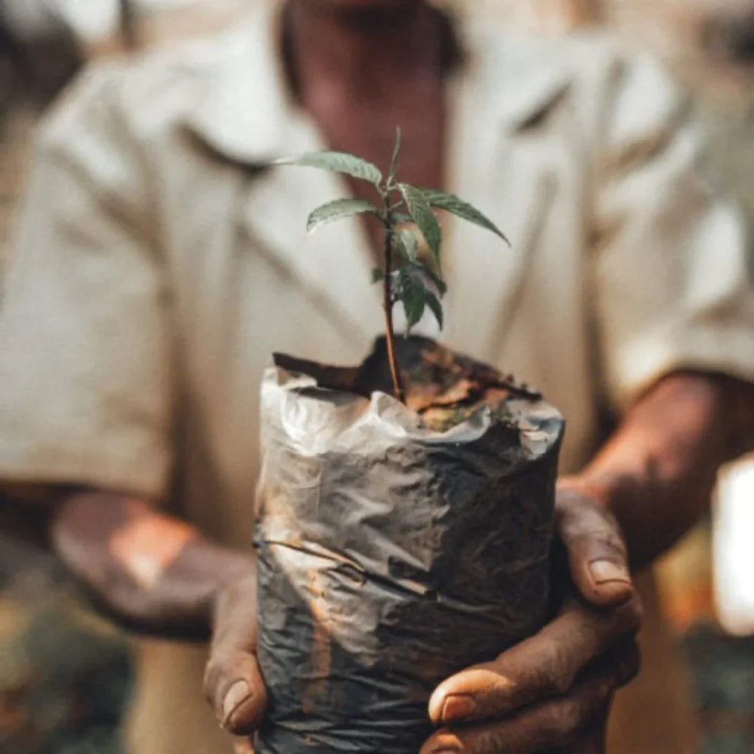 Celebrating the resilience of African Coffee Cooperatives