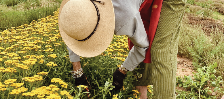 Still Pure is Harnessing the Healing Scents of the African Veld