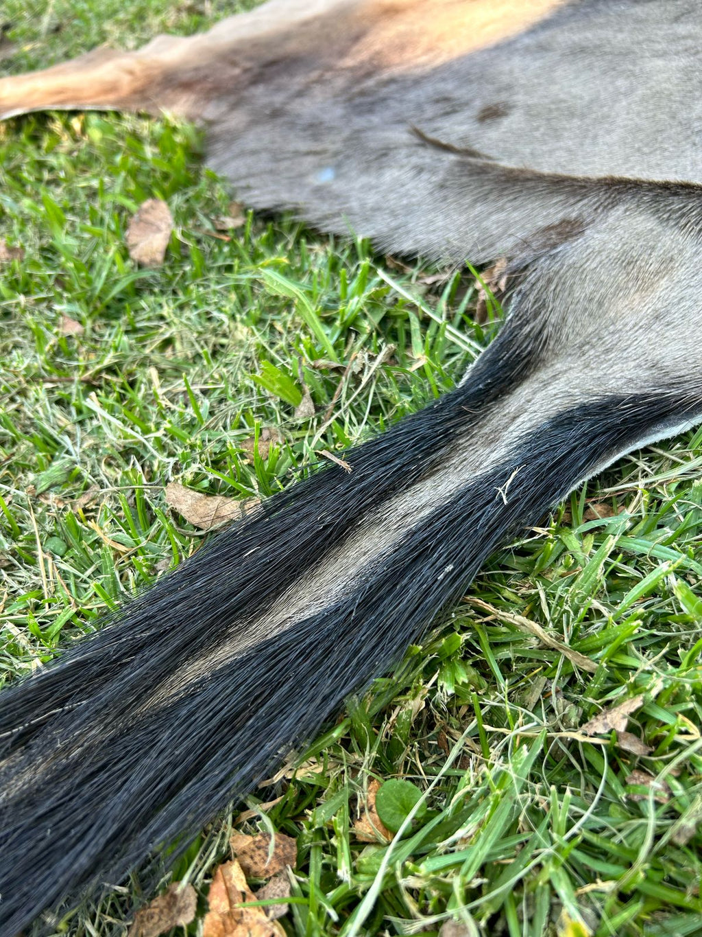 Premium South African Nguni Hides (3m x 1.5m)