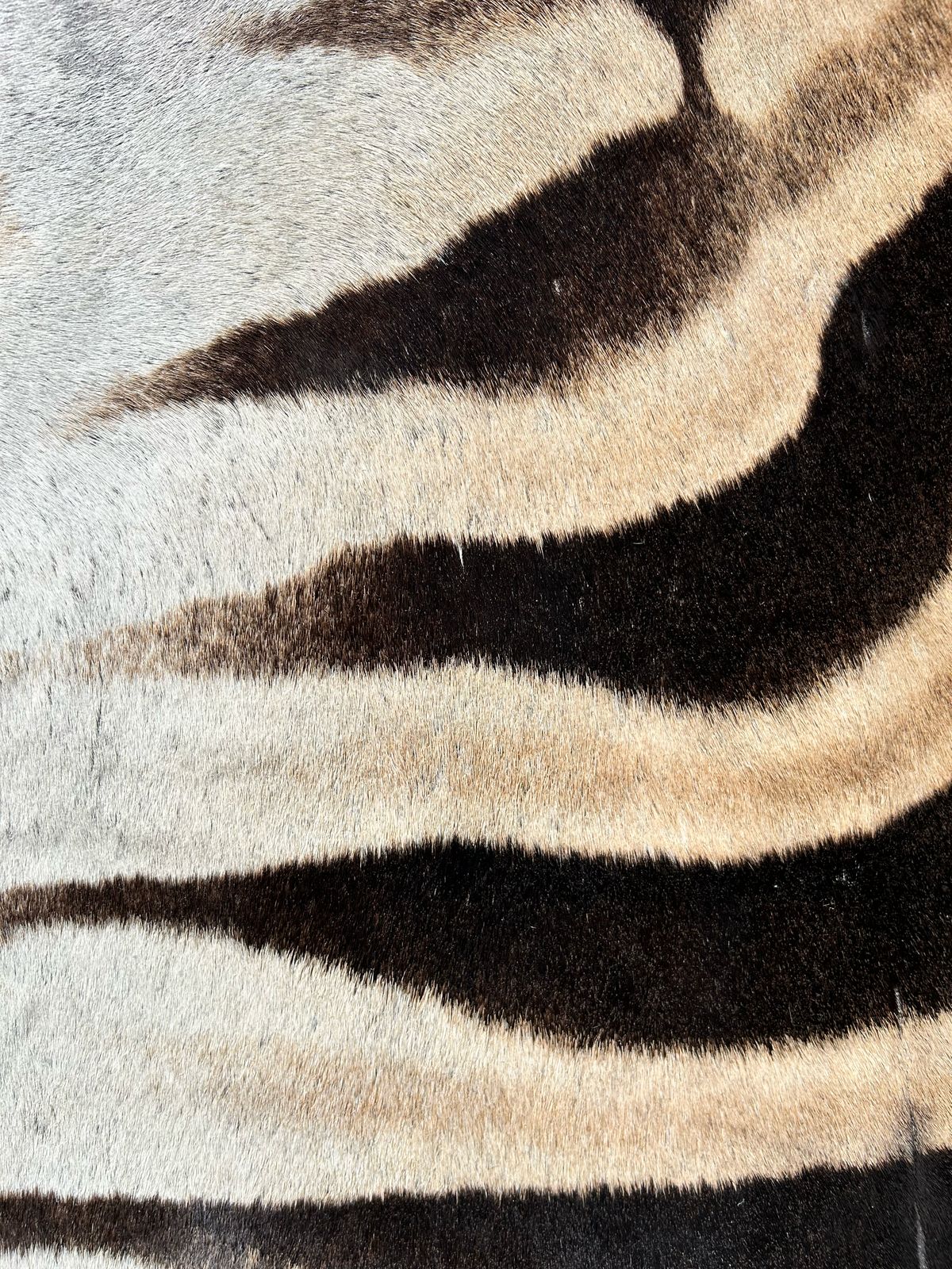 Premium South African Nguni Hides (3m x 1.5m)