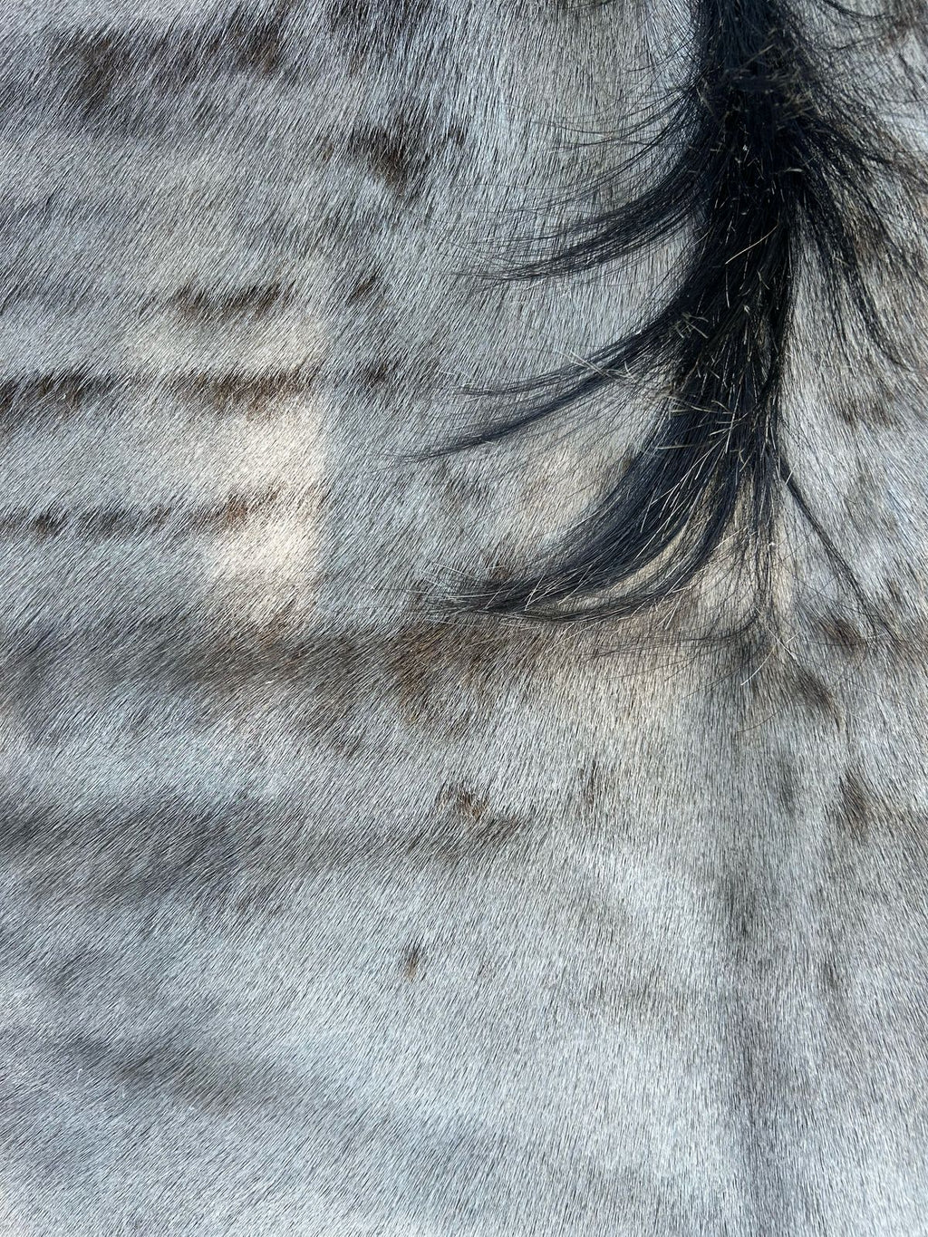 Premium South African Nguni Hides (3m x 1.5m)