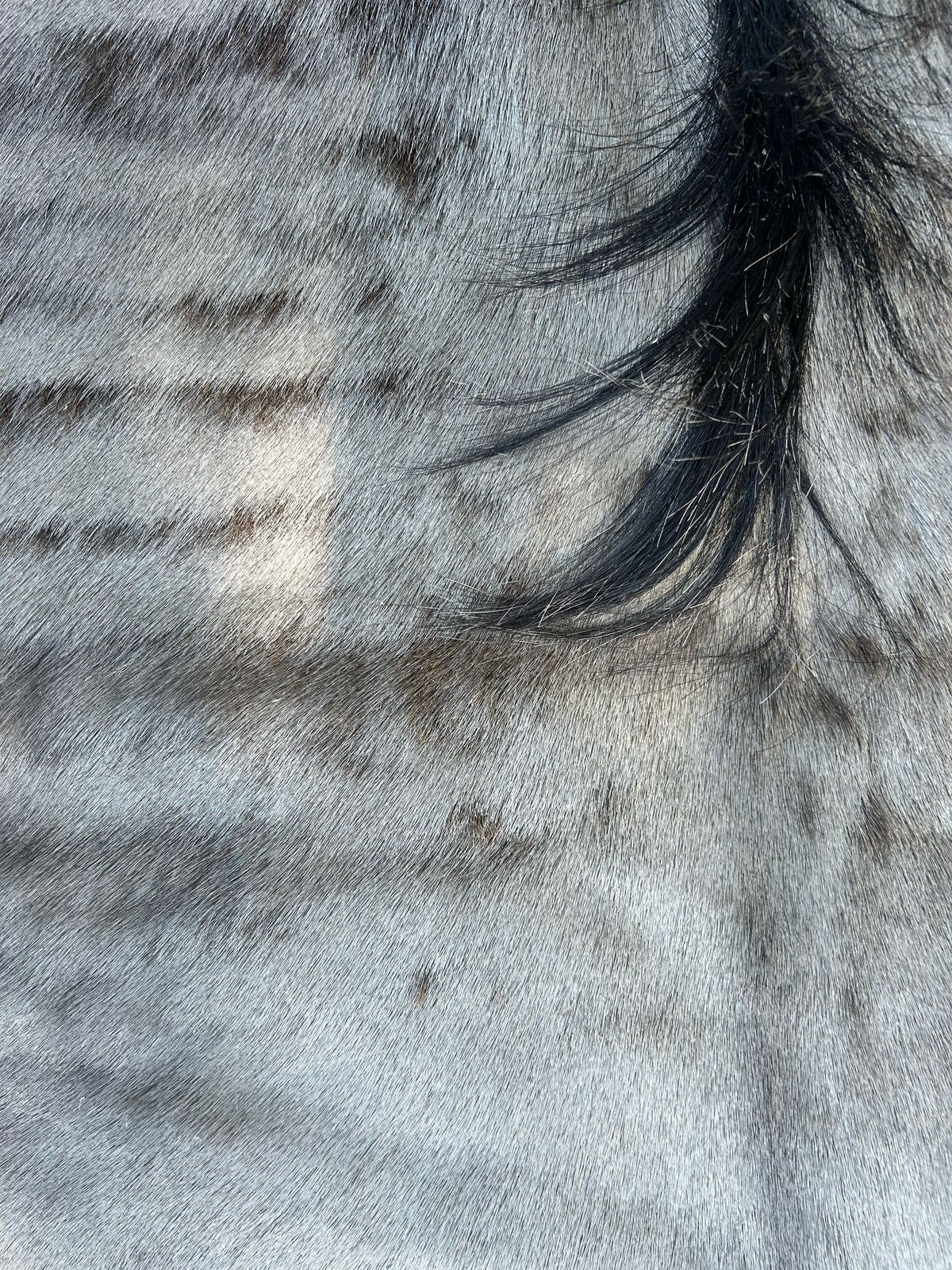 Premium South African Nguni Hides (3m x 1.5m)
