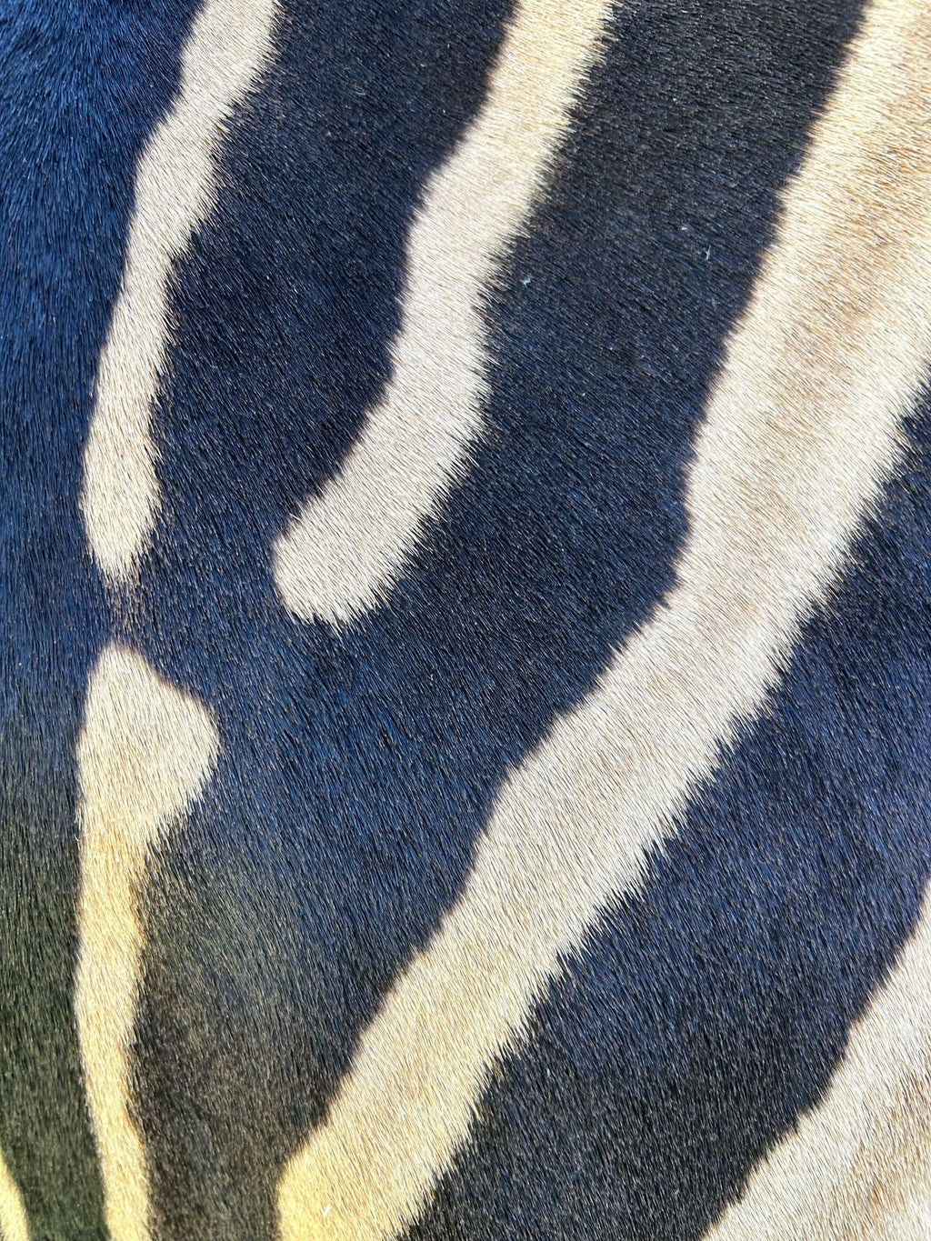 Premium South African Nguni Hides (3m x 1.5m)