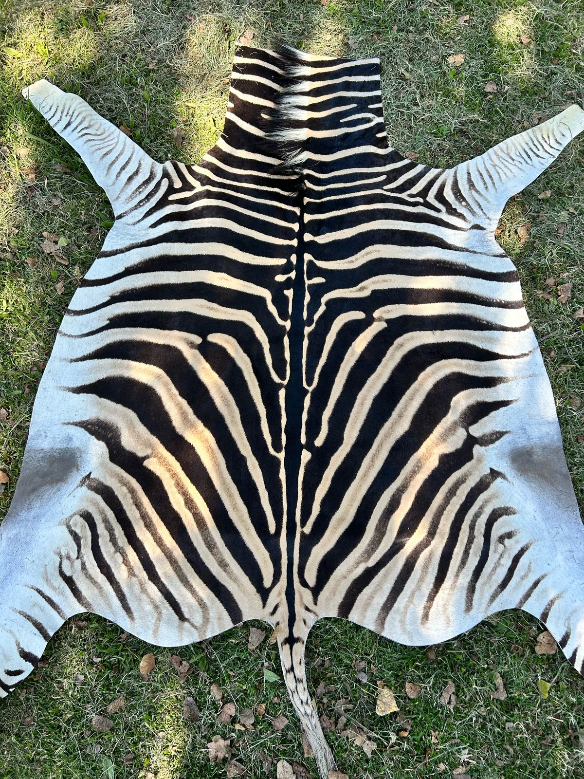 Premium South African Nguni Hides (3m x 1.5m)