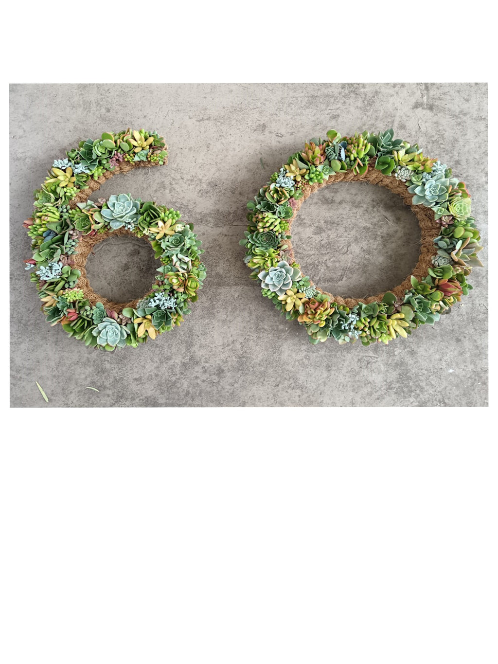 Living Succulent Wreaths | Earthbound Succulent Designs