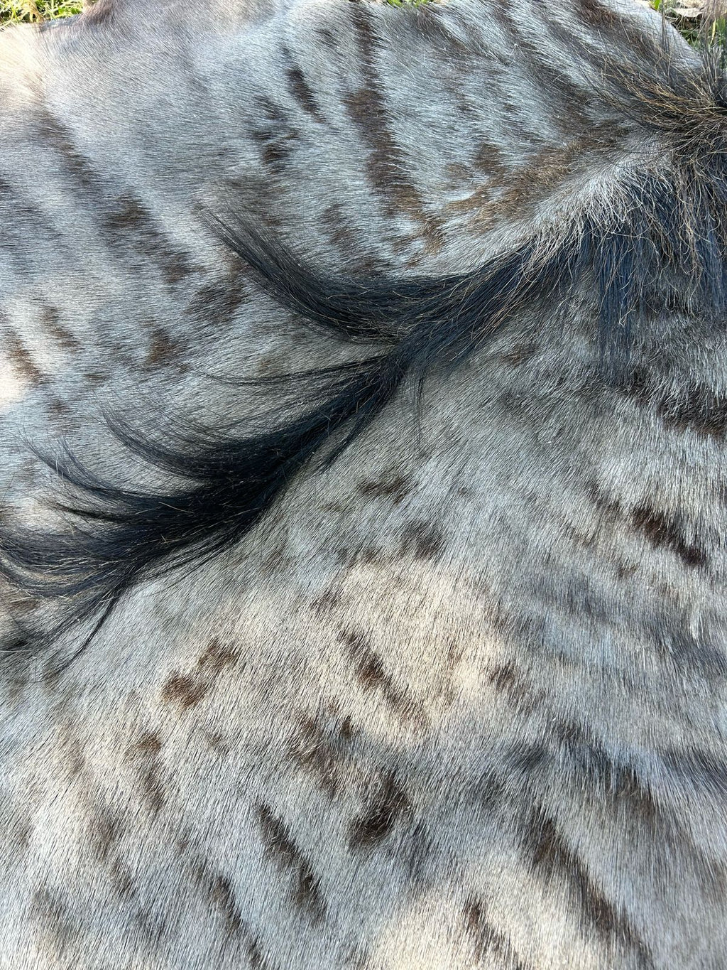 Premium South African Nguni Hides (3m x 1.5m)