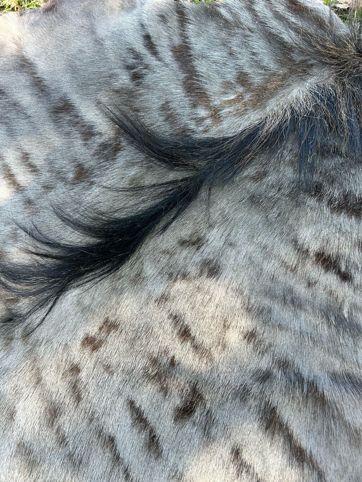 Premium South African Nguni Hides (3m x 1.5m)