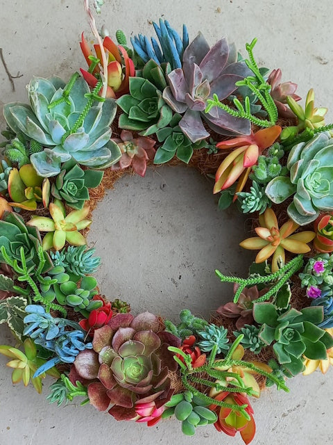 Living Succulent Wreaths | Earthbound Succulent Designs