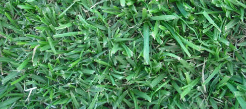 Farm Fresh Instant Lawn Gauteng | Kikuyu & LM Grass