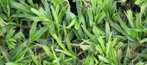 Farm Fresh Instant Lawn Gauteng | Kikuyu & LM Grass