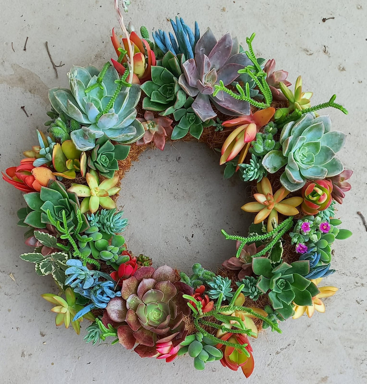 Living Succulent Wreaths | Earthbound Succulent Designs