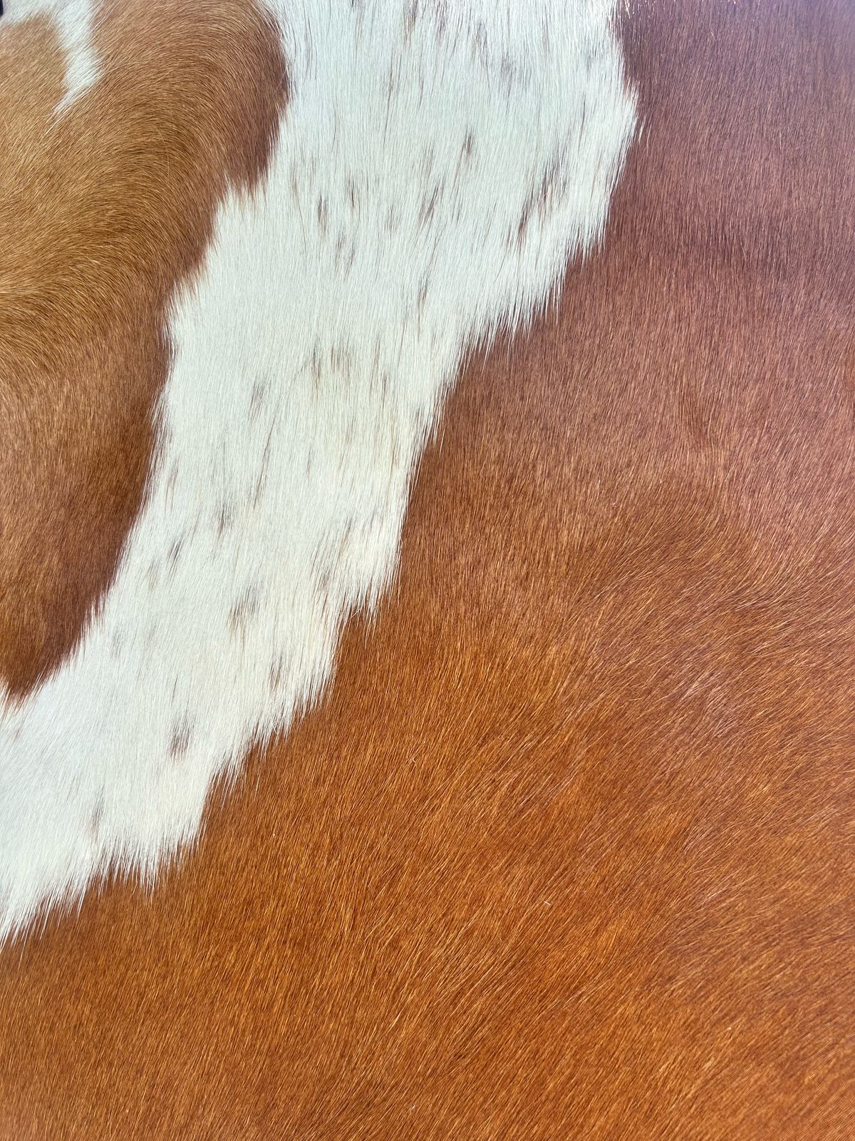 Premium South African Nguni Hides (3m x 1.5m)