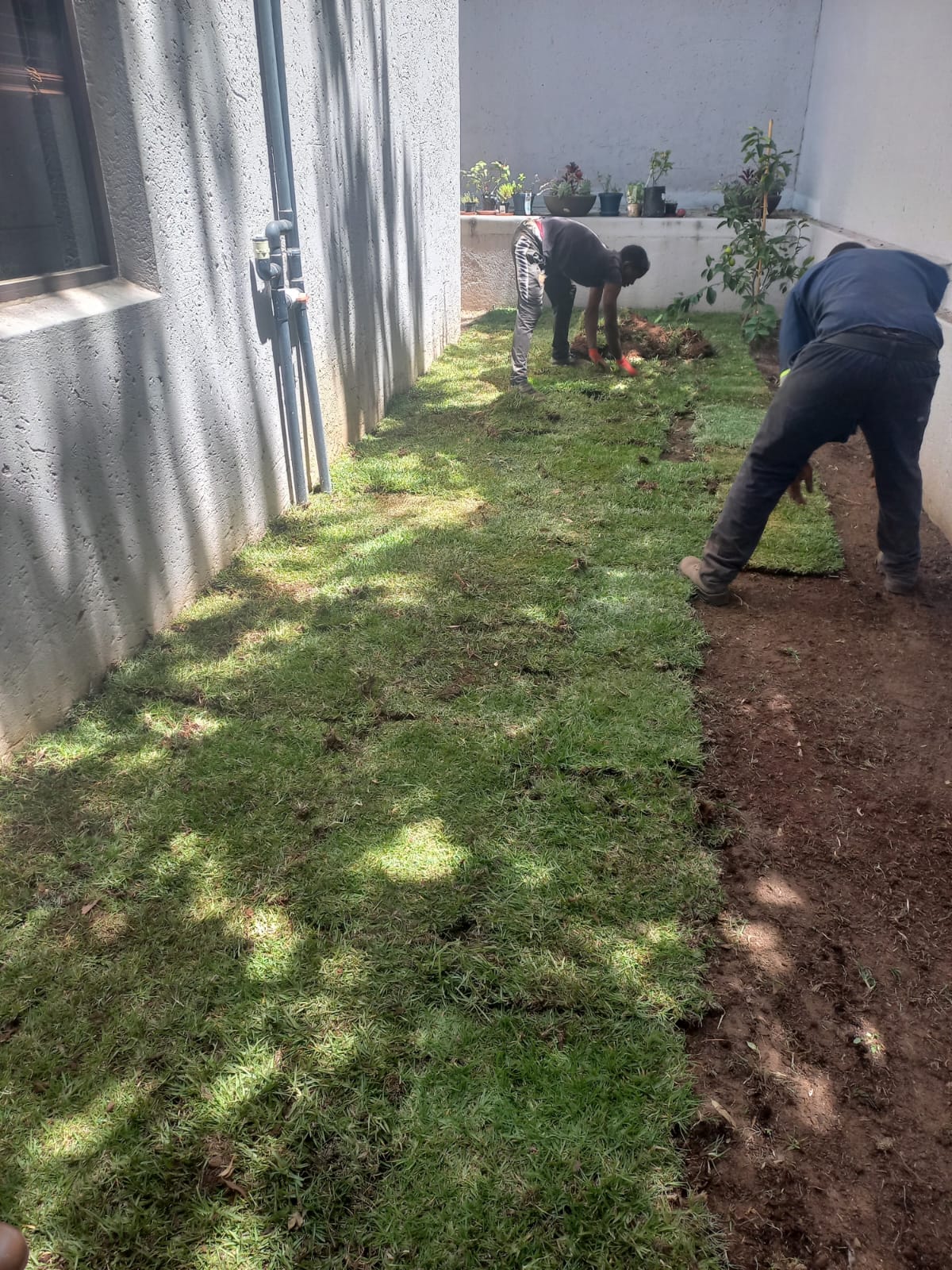 Farm Fresh Instant Lawn Gauteng | Kikuyu & LM Grass