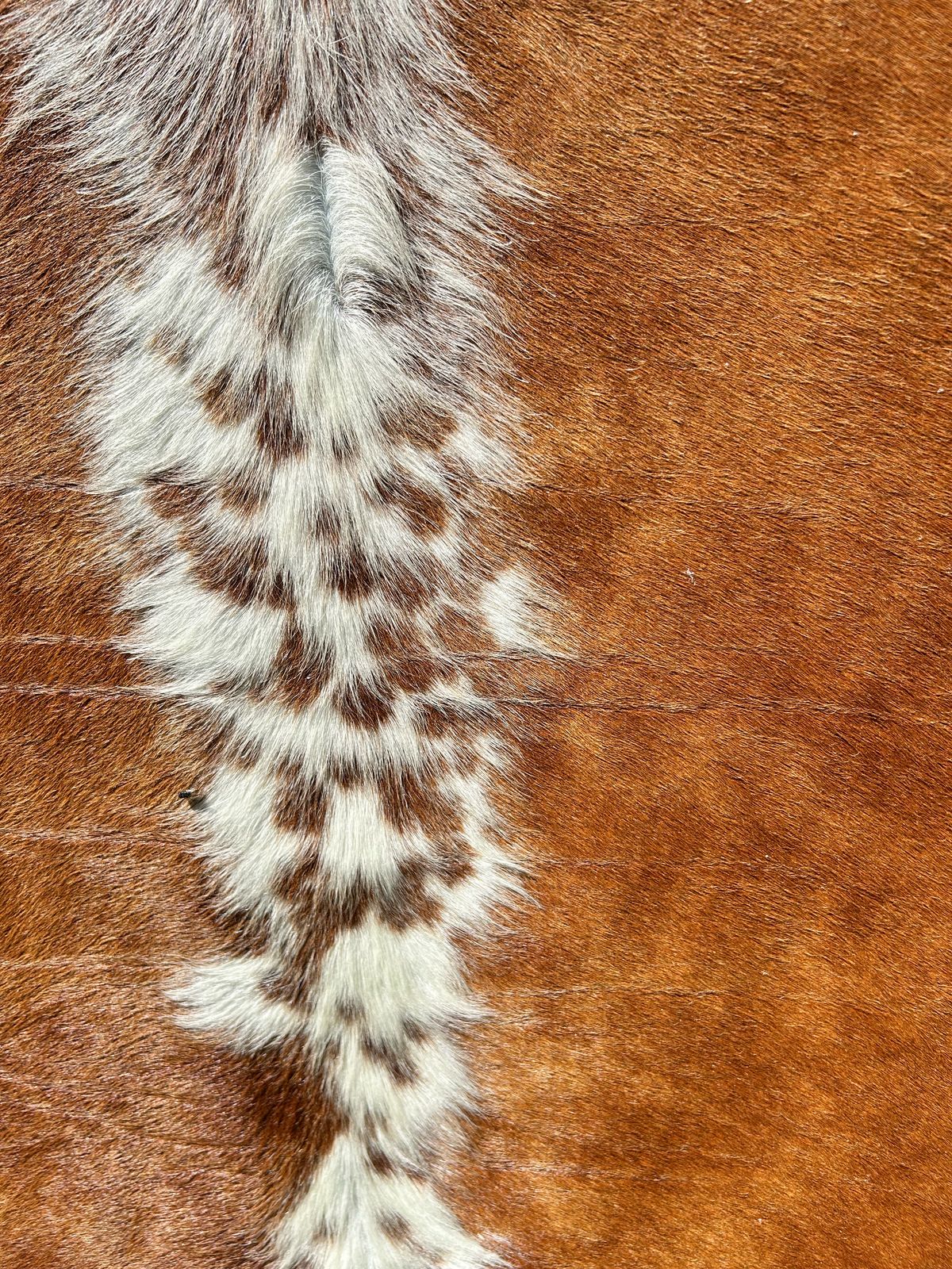 Premium South African Nguni Hides (3m x 1.5m)