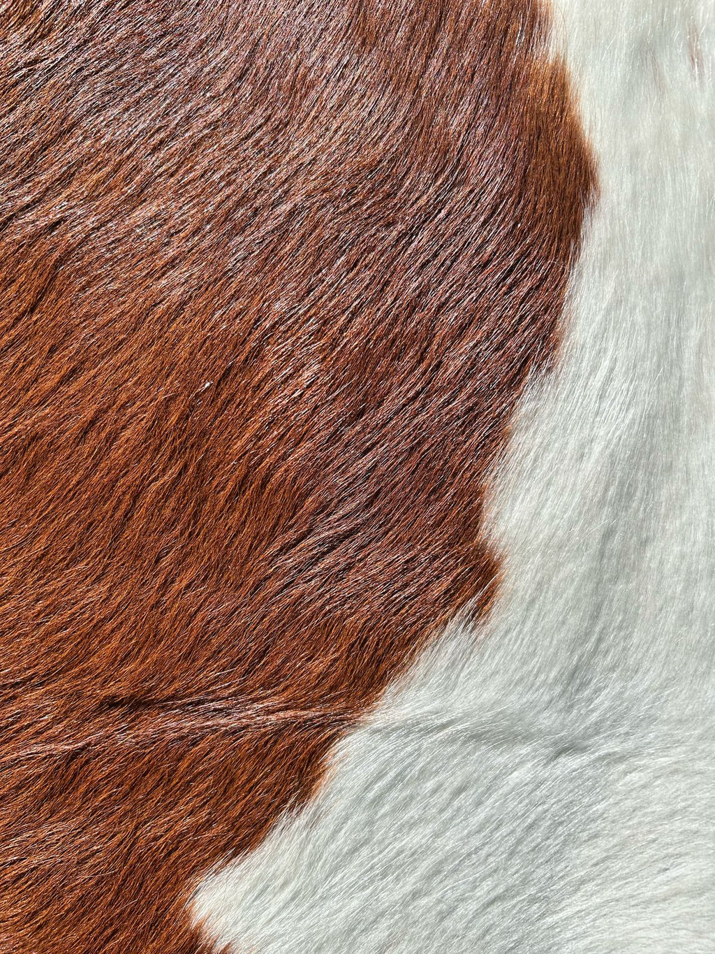 Premium South African Nguni Hides (3m x 1.5m)