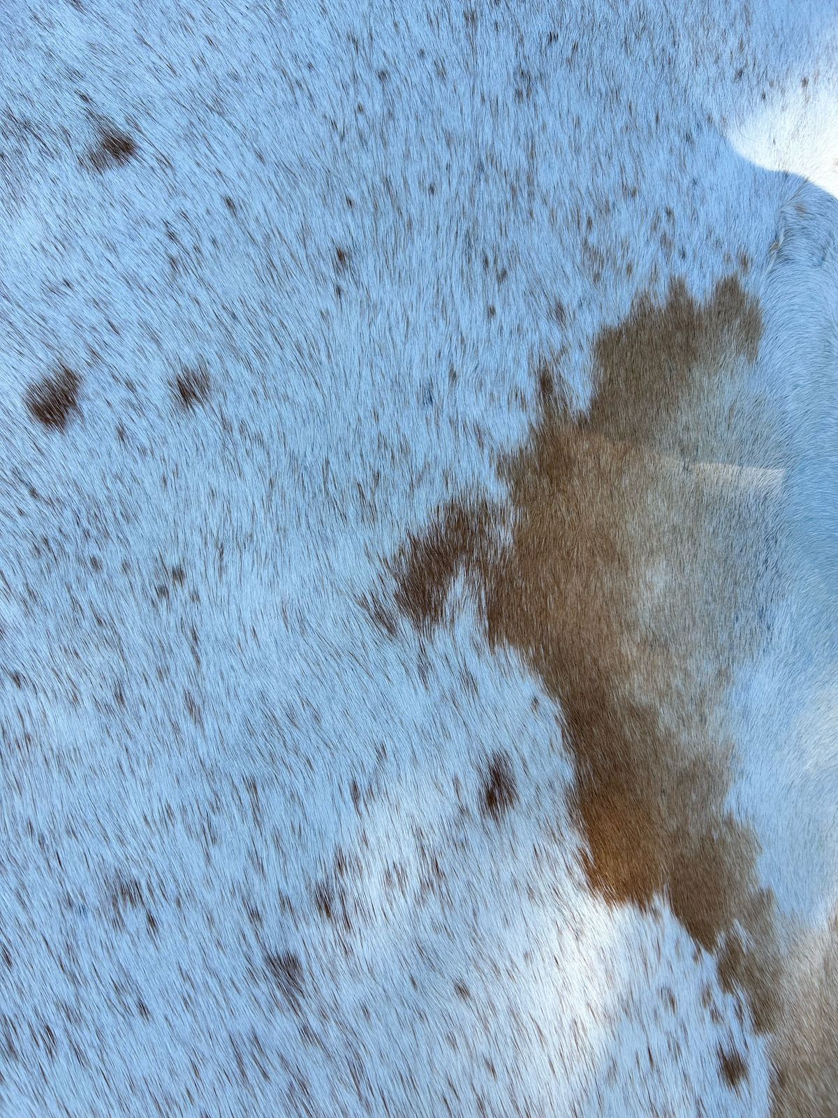 Premium South African Nguni Hides (3m x 1.5m)
