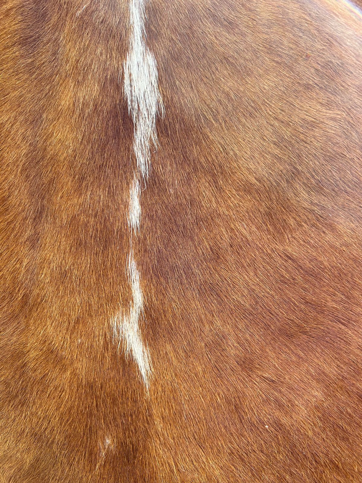 Premium South African Nguni Hides (3m x 1.5m)