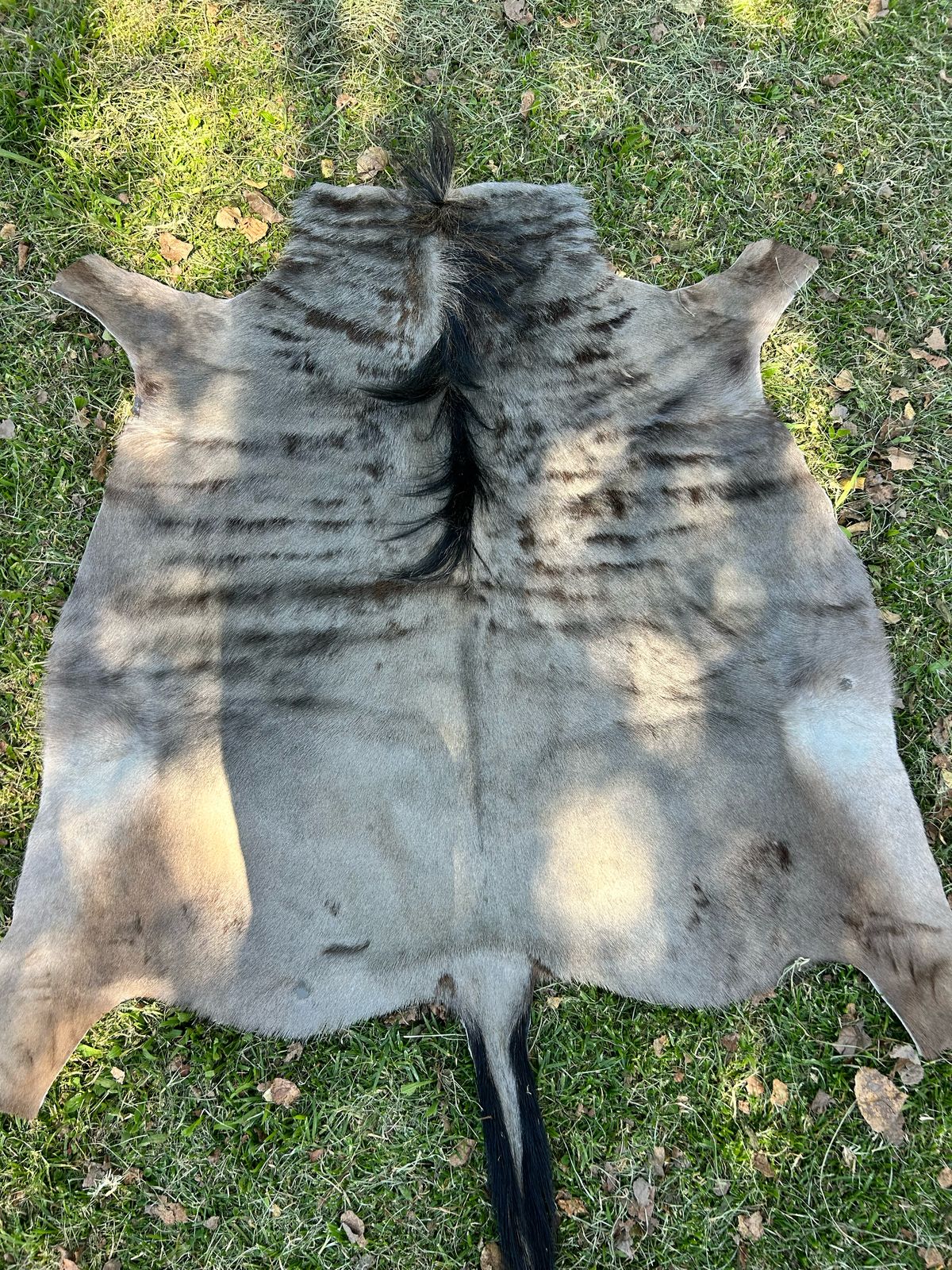 Premium South African Nguni Hides (3m x 1.5m)