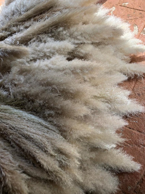 Truffle Pig Pampas Grass | Pampas Grass Decor | Delivery