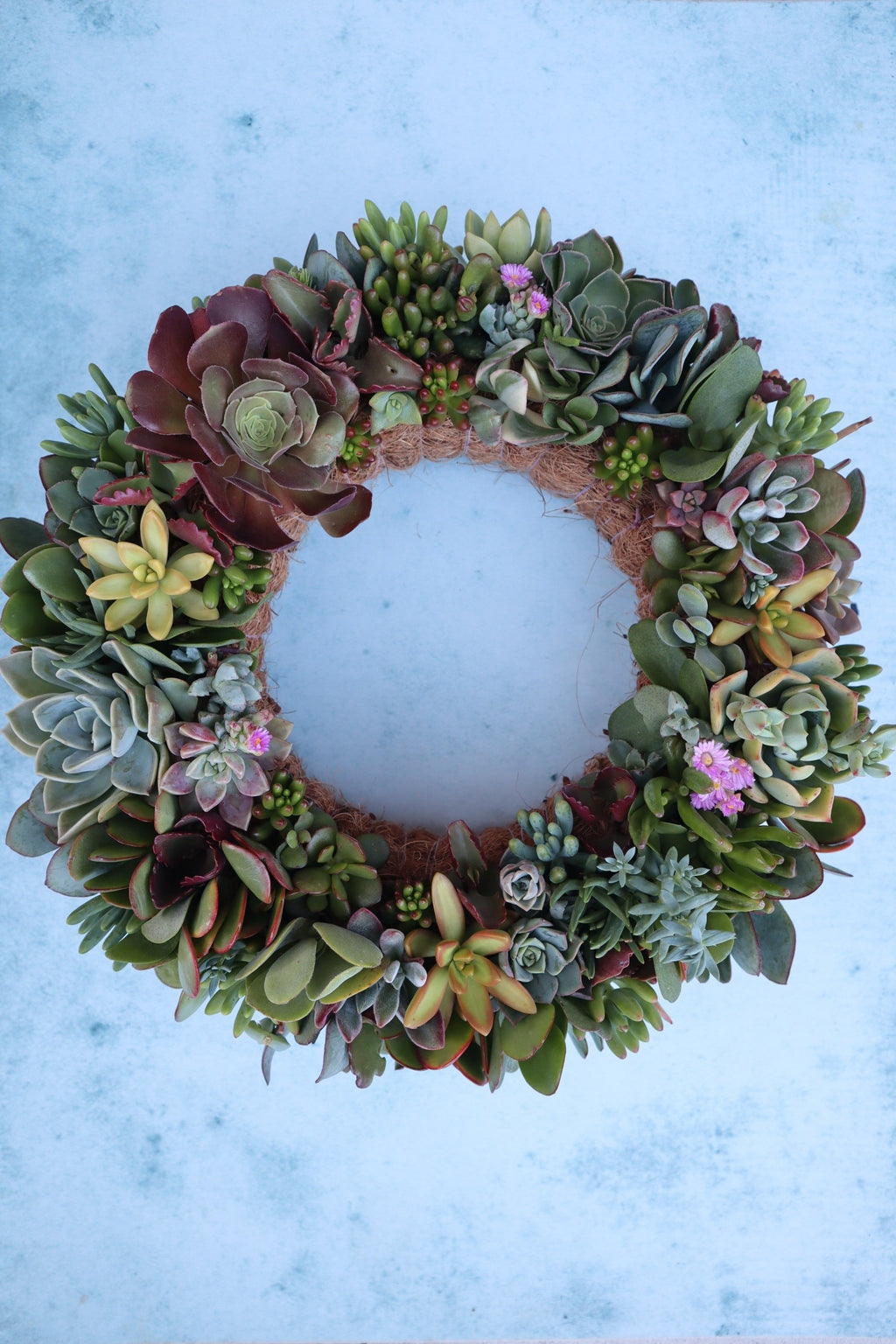 Living Succulent Wreaths | Earthbound Succulent Designs