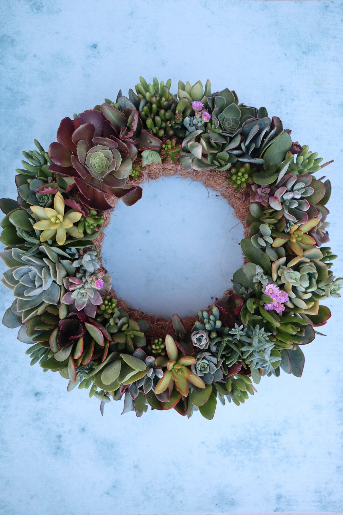 Living Succulent Wreaths | Earthbound Succulent Designs
