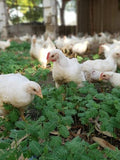 Pasture Raised Whole Chicken | Johannesburg Farm Delivery