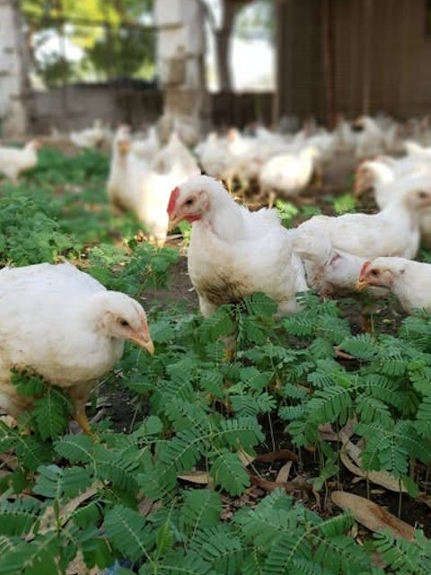Pasture Raised Whole Chicken | Johannesburg Farm Delivery