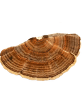 Turkey Tail Powder 70g